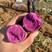 紫薯山东丘陵沙地紫薯产地一手货源批发量大从优