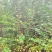 供应，丛生紫薇4-5个分枝