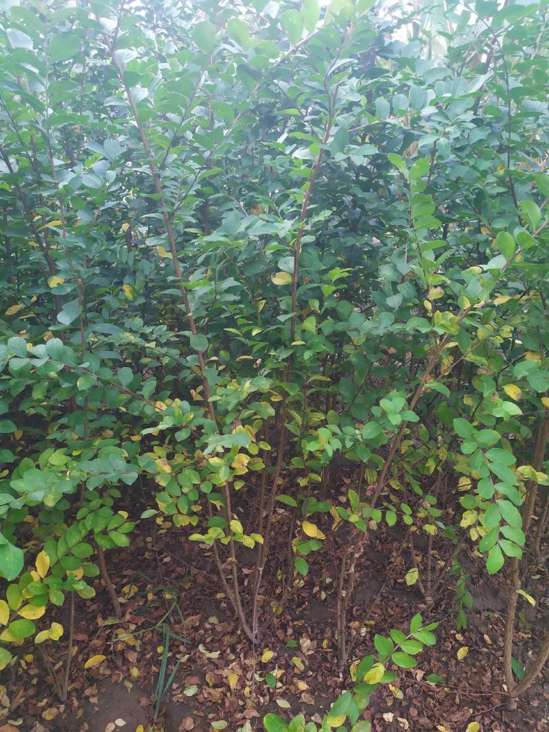 供应，丛生紫薇4-5个分枝