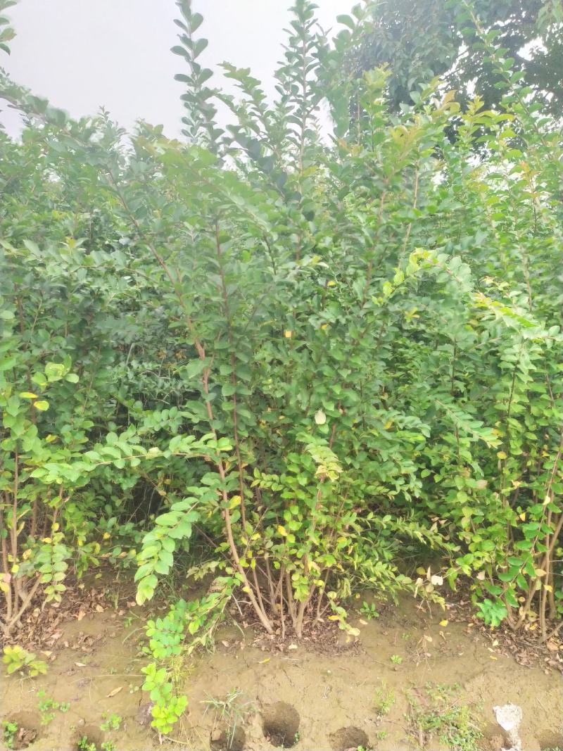 供应，丛生紫薇4-5个分枝