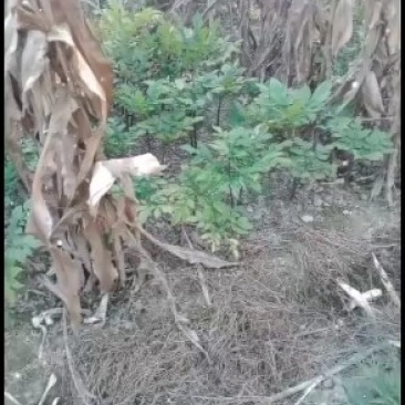 出售麽芋种子