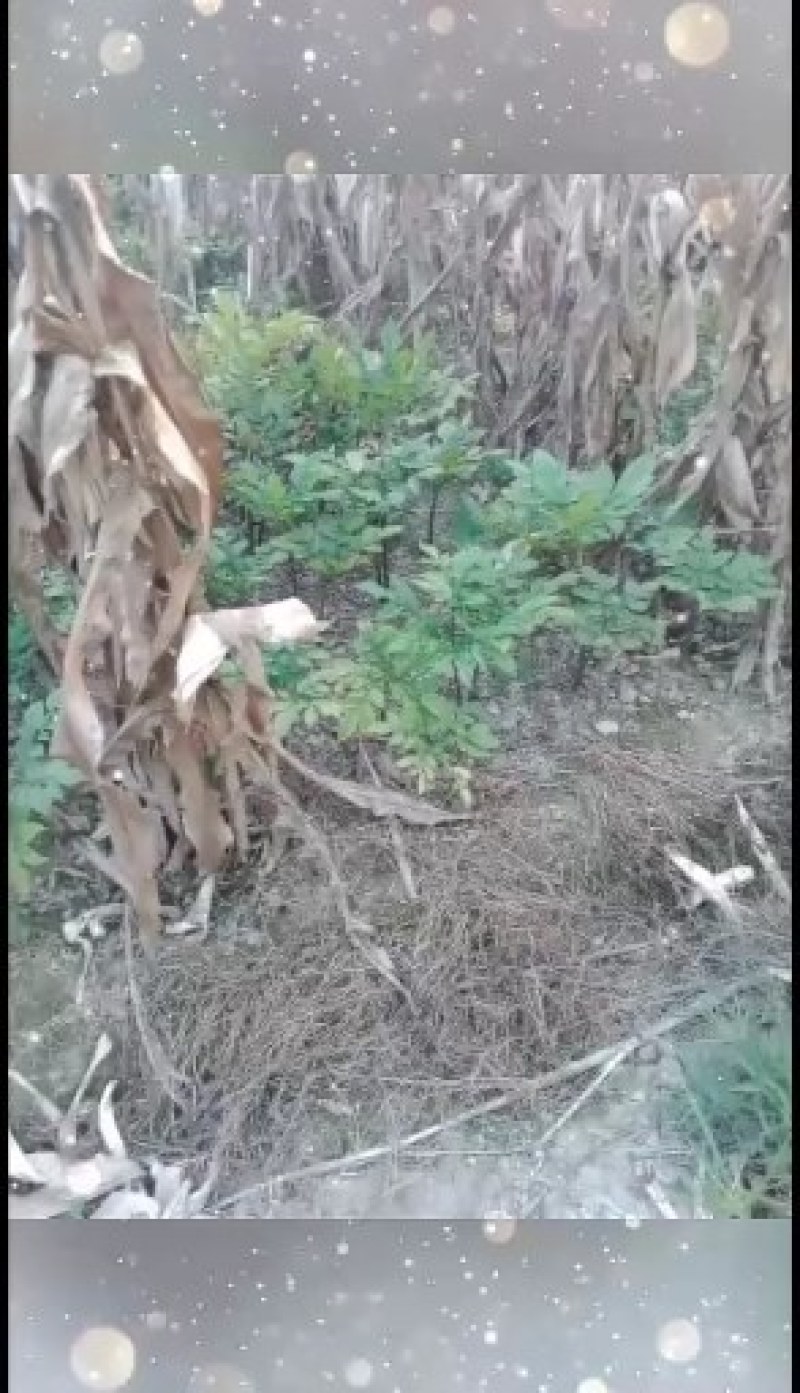 出售麽芋种子
