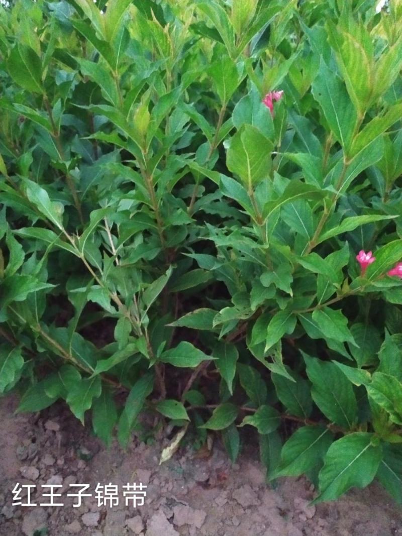 供应红王子锦带80-120高4-5枝