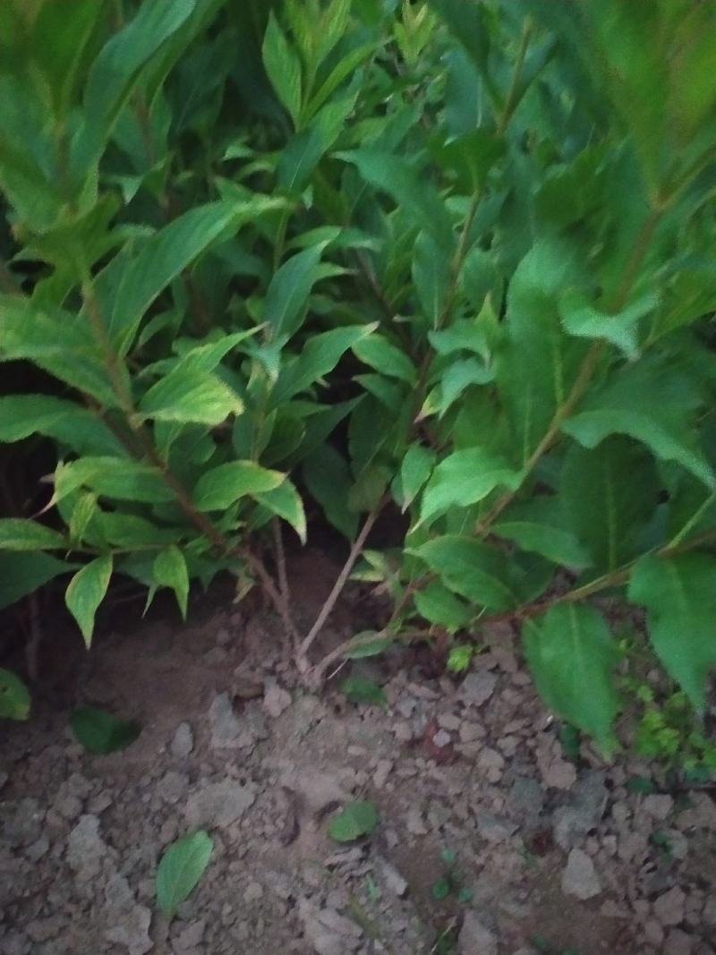 供应红王子锦带80-120高4-5枝