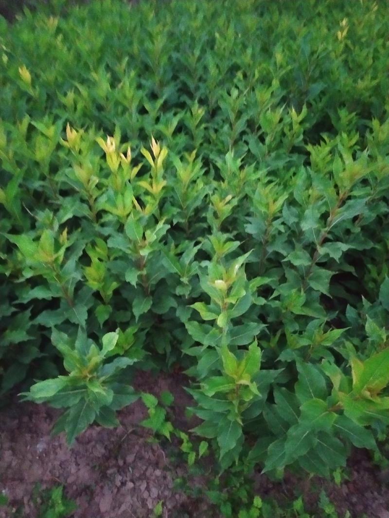 供应红王子锦带80-120高4-5枝
