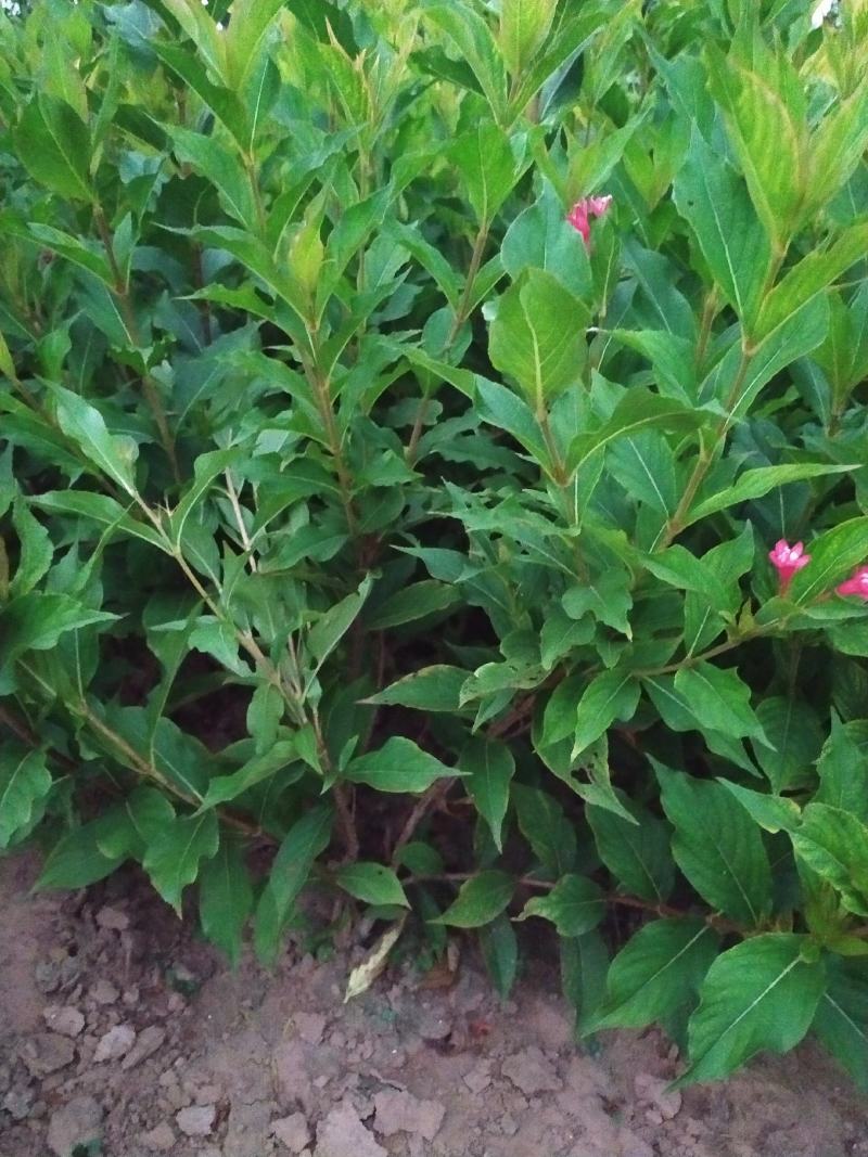 供应红王子锦带80-120高4-5枝
