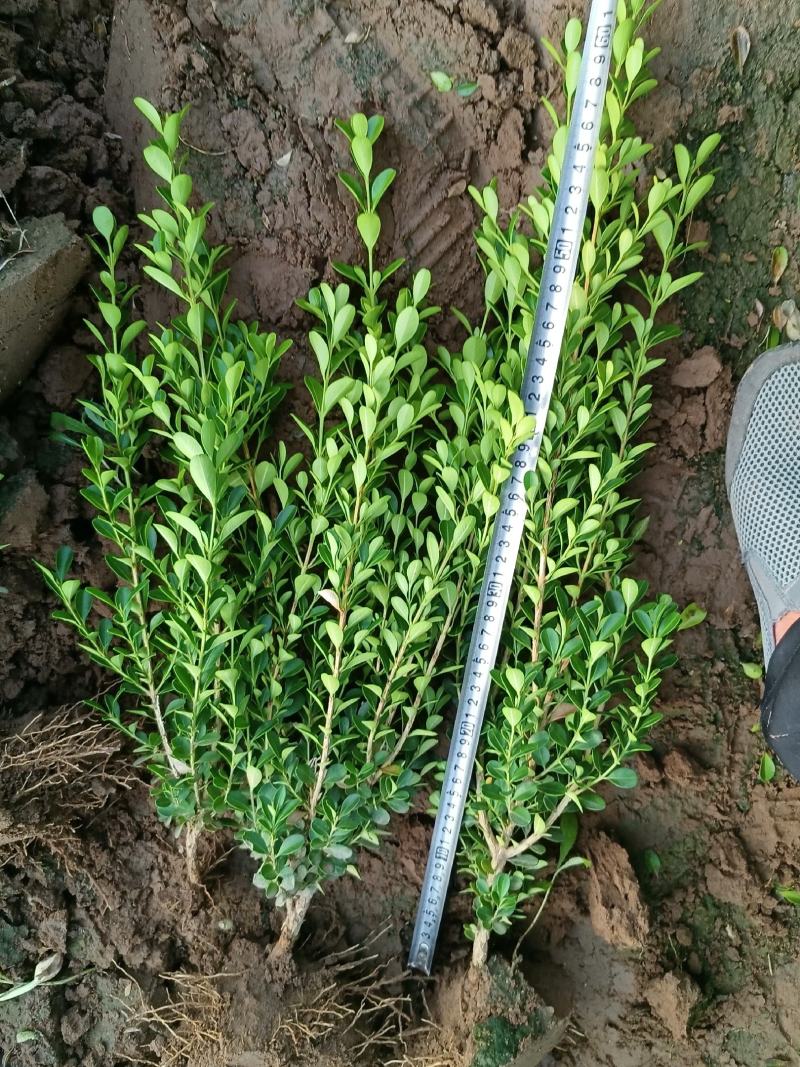 小叶黄杨，河北小叶黄杨，30/40/50cm小叶黄杨