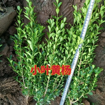 小叶黄杨,河北小叶黄杨,30/40/50cm小叶黄杨