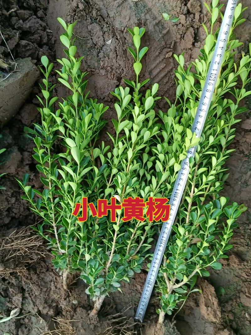 小叶黄杨，河北小叶黄杨，30/40/50cm小叶黄杨