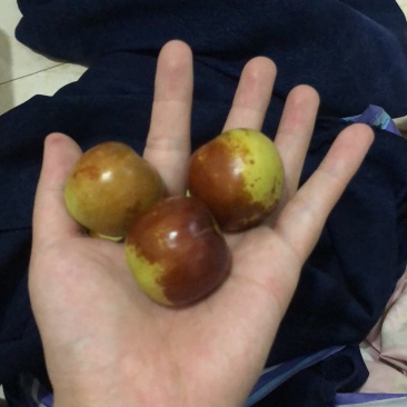 鲜冬枣，有要的联系，量大
