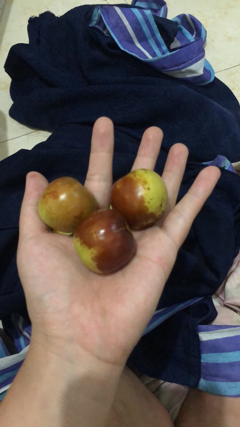 鲜冬枣，有要的联系，量大