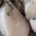 【无冰衣】鳕鱼中段鳕鱼进口深海鳕鱼新鲜冷冻海鲜