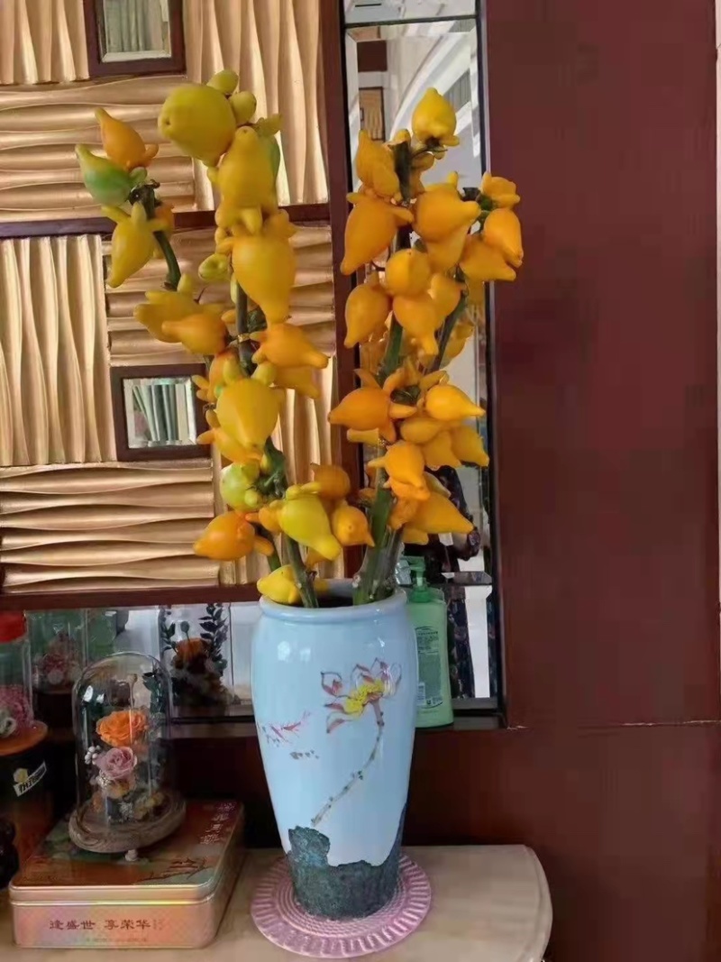 五代同堂黄金风水果