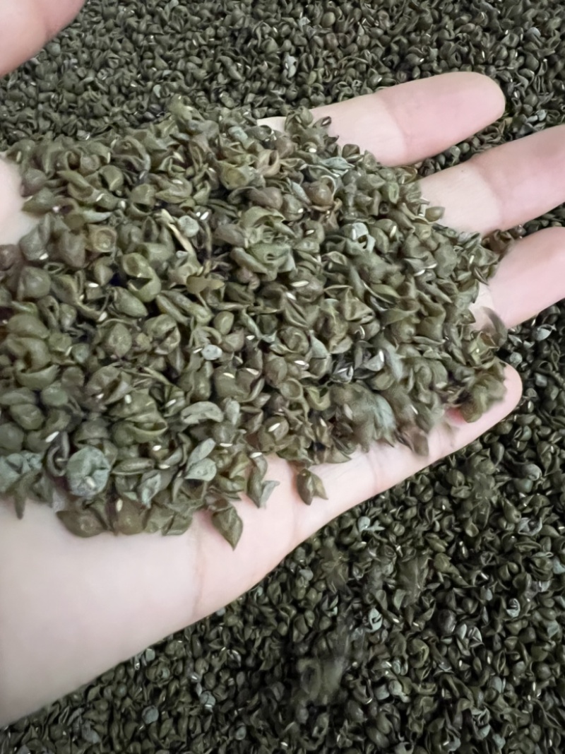 中药材绿豆衣，绿豆皮，黑豆衣，黑豆皮，地道药材，品种齐全