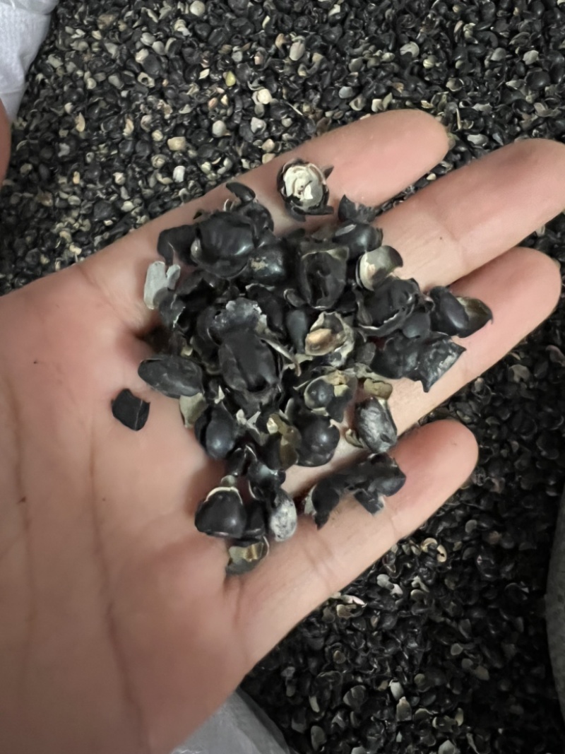 中药材绿豆衣，绿豆皮，黑豆衣，黑豆皮，地道药材，品种齐全