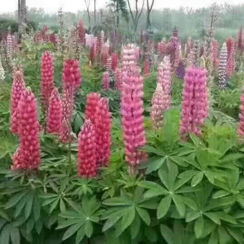 鲁冰花种子四季种易活花籽羽扁豆种籽多年生宿根庭院室外观赏