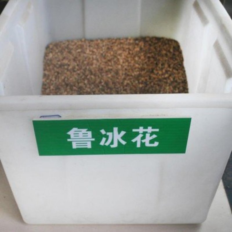 鲁冰花种子四季种易活花籽羽扁豆种籽多年生宿根庭院室外观赏