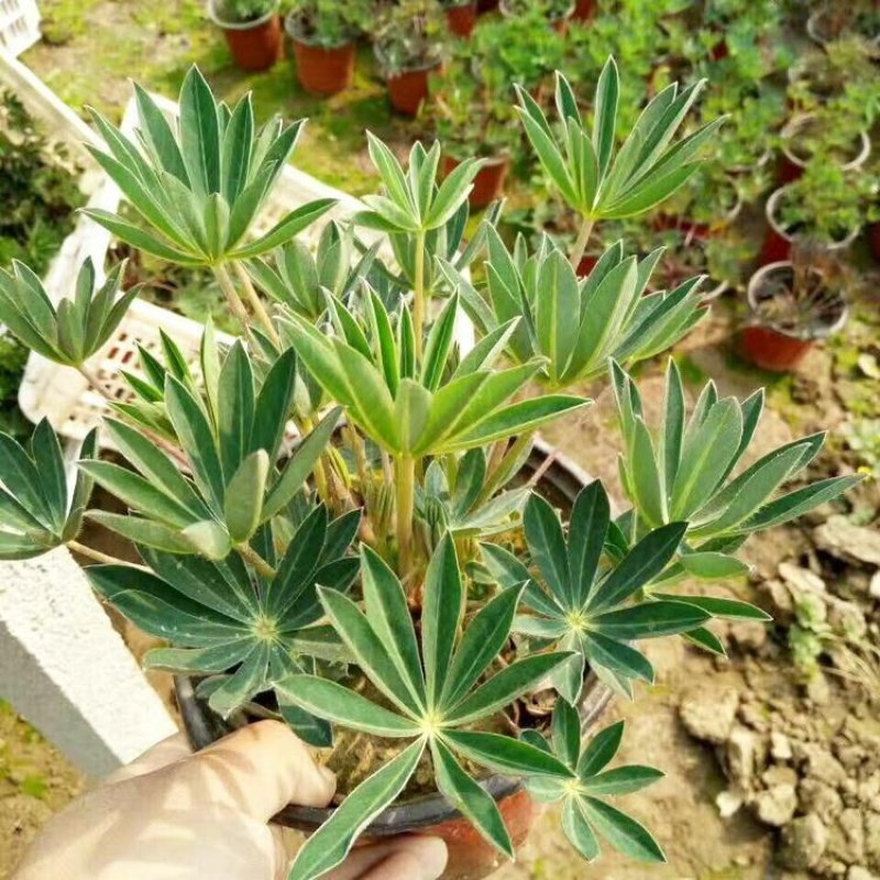 鲁冰花种子四季种易活花籽羽扁豆种籽多年生宿根庭院室外观赏