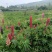 鲁冰花种子四季种易活花籽羽扁豆种籽多年生宿根庭院室外观赏