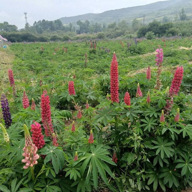 鲁冰花种子四季种易活花籽羽扁豆种籽多年生宿根庭院室外观赏