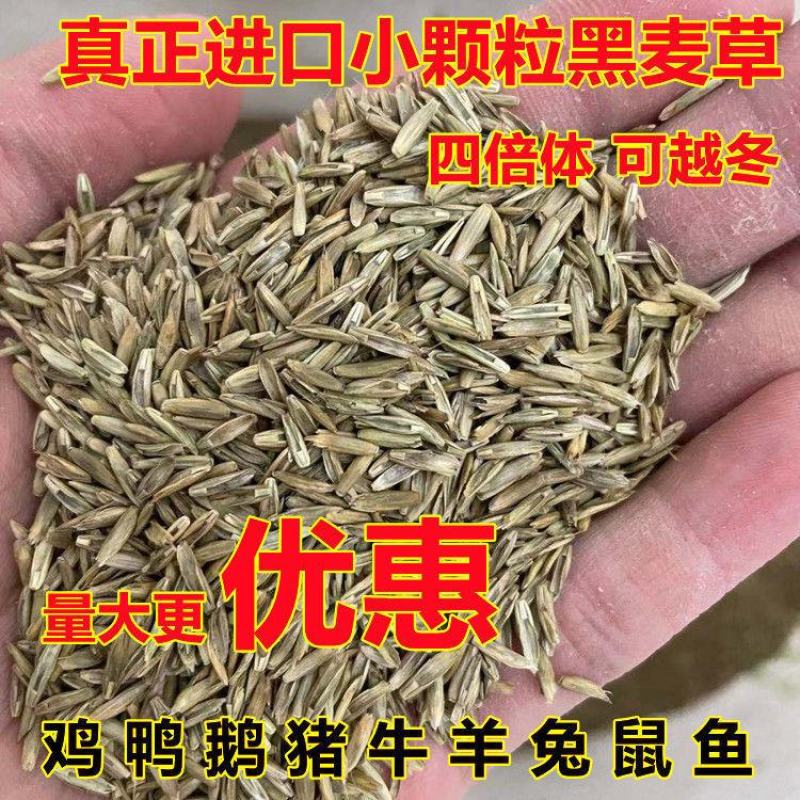 进口黑麦草种子多年生耐寒牧草种子四季常青鸡鸭鹅猪牛羊鱼草