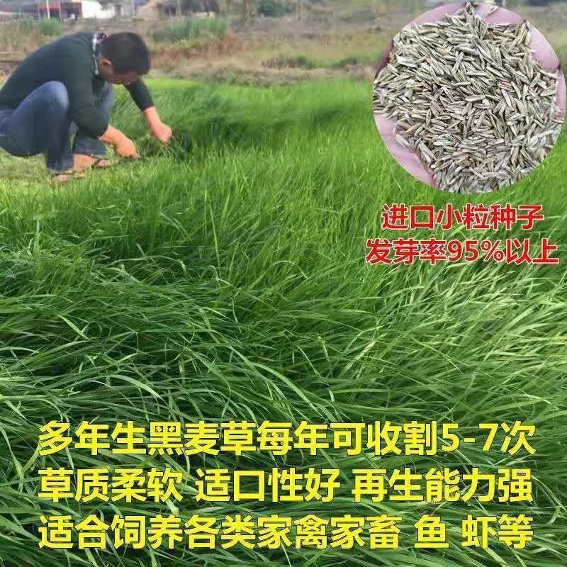 进口黑麦草种子多年生耐寒牧草种子四季常青鸡鸭鹅猪牛羊鱼草