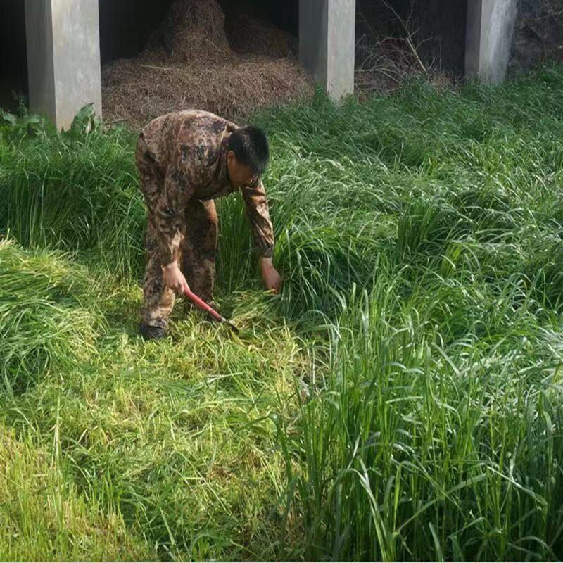 进口黑麦草种子多年生耐寒牧草种子四季常青鸡鸭鹅猪牛羊鱼草