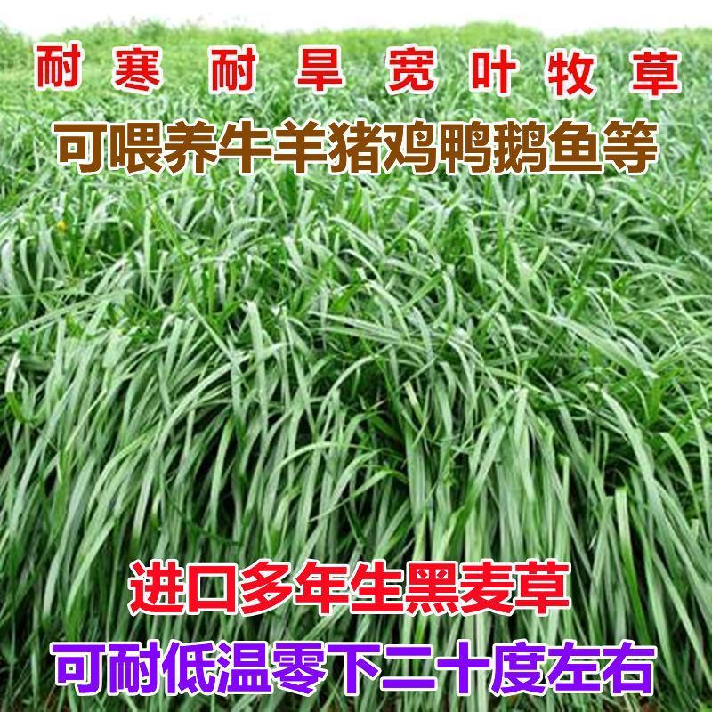 进口黑麦草种子多年生耐寒牧草种子四季常青鸡鸭鹅猪牛羊鱼草