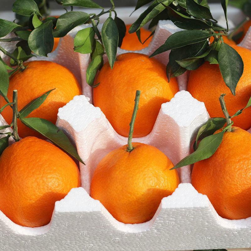 爱媛38果冻橙原产地对接市场支持电商一件代发对接团购