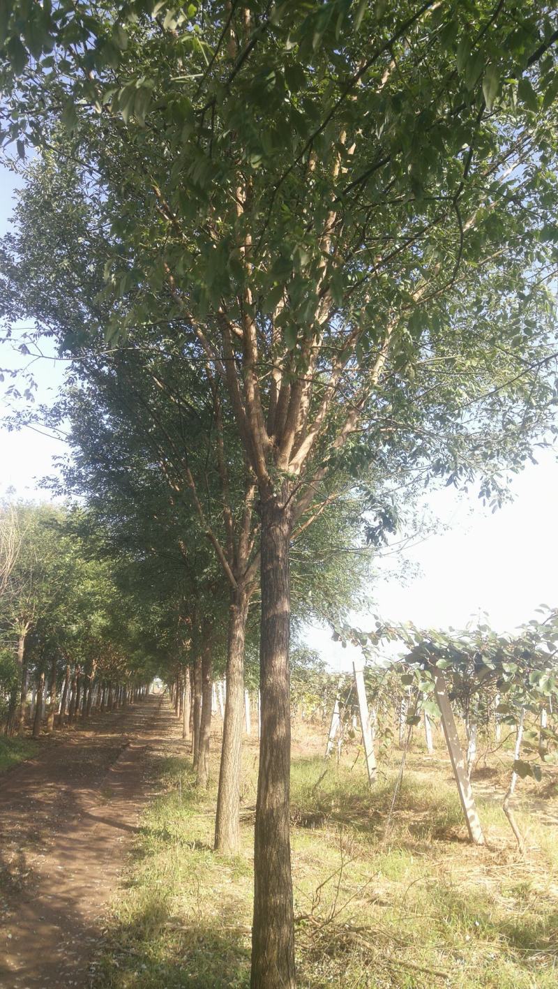 国内大型苗圃基地精品各种规格国槐、白腊树
