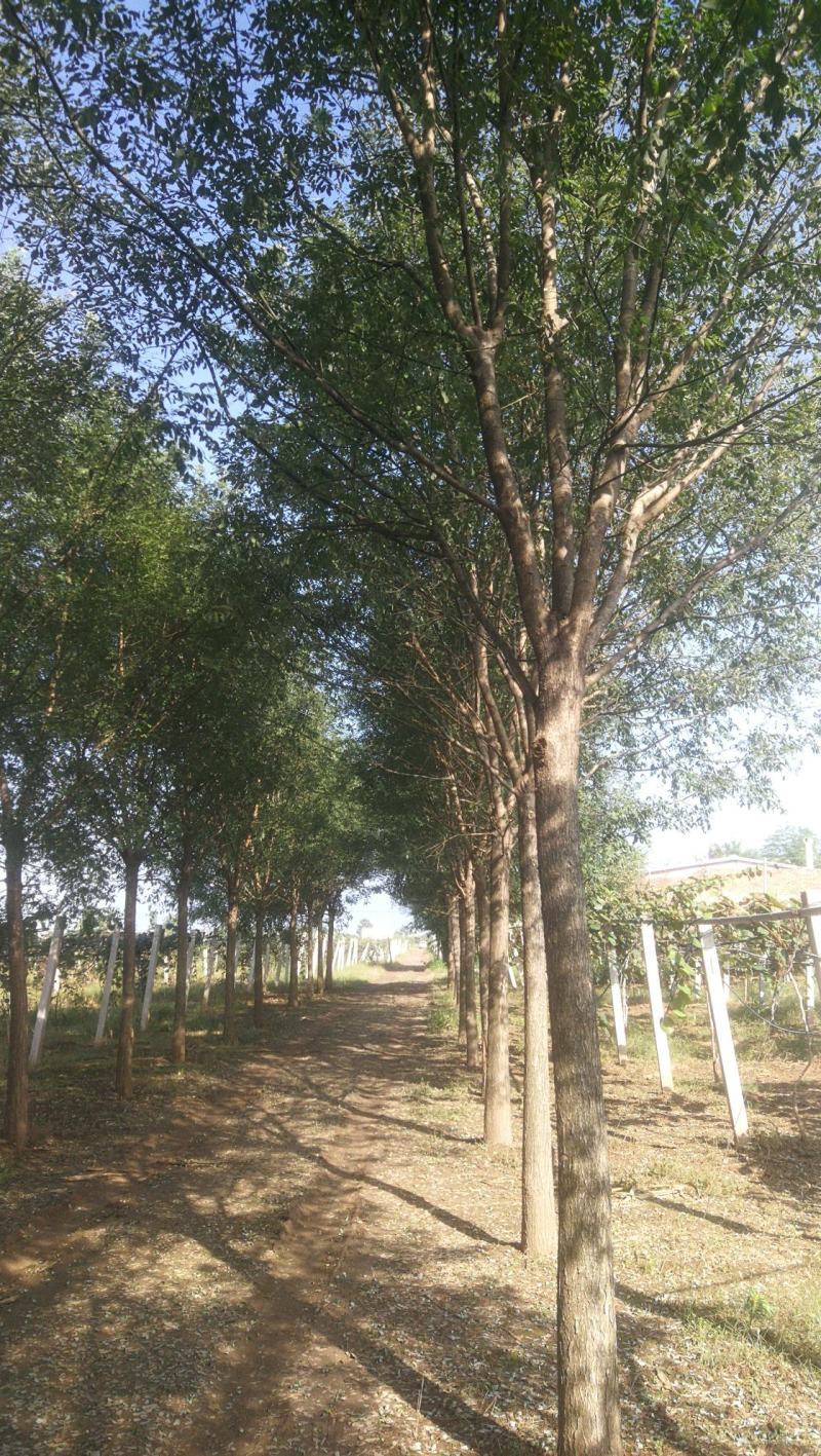 国内大型苗圃基地精品各种规格国槐、白腊树