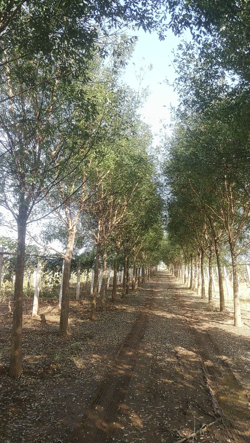 国内大型苗圃基地精品各种规格国槐、白腊树