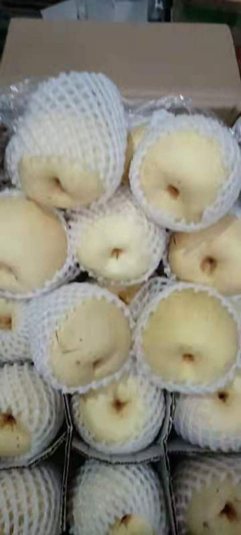 蒲城酥梨大量上市