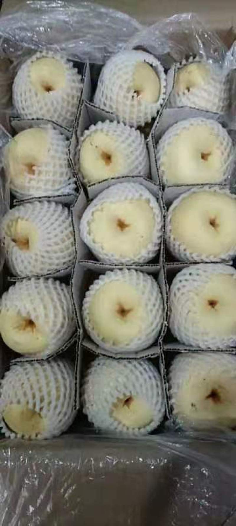 蒲城酥梨大量上市