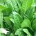 菊苣牧草种籽多年生蒋军大叶四季牧草高产种子牛羊兔鸡鸭鹅草