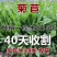 菊苣牧草种籽多年生蒋军大叶四季牧草高产种子牛羊兔鸡鸭鹅草