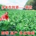 菊苣牧草种籽多年生蒋军大叶四季牧草高产种子牛羊兔鸡鸭鹅草