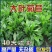 菊苣牧草种籽多年生蒋军大叶四季牧草高产种子牛羊兔鸡鸭鹅草