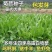 菊苣牧草种籽多年生蒋军大叶四季牧草高产种子牛羊兔鸡鸭鹅草