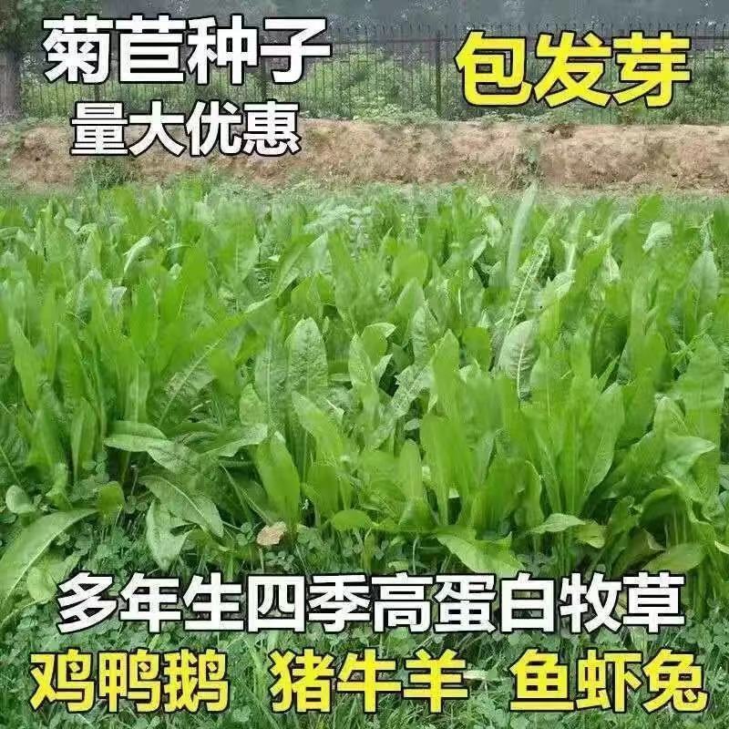 菊苣牧草种籽多年生蒋军大叶四季牧草高产种子牛羊兔鸡鸭鹅草