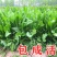 菊苣牧草种籽多年生蒋军大叶四季牧草高产种子牛羊兔鸡鸭鹅草