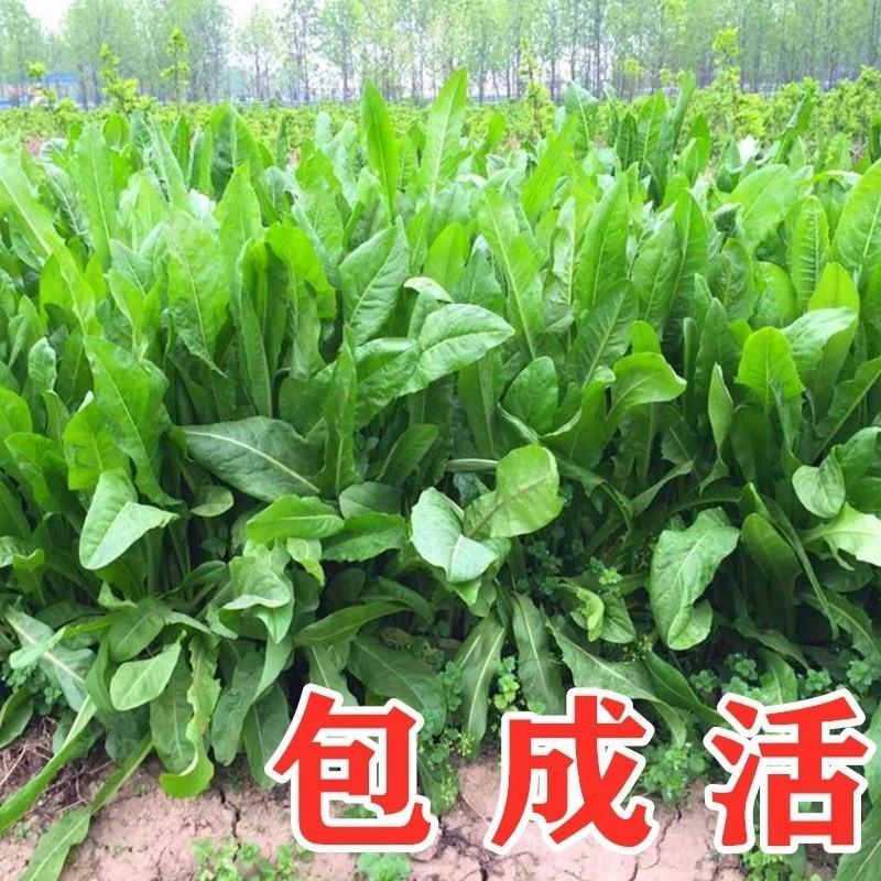 菊苣牧草种籽多年生蒋军大叶四季牧草高产种子牛羊兔鸡鸭鹅草
