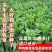 菊苣牧草种籽多年生蒋军大叶四季牧草高产种子牛羊兔鸡鸭鹅草
