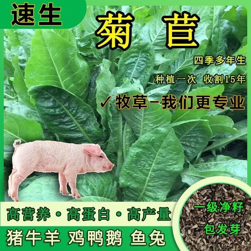 菊苣牧草种籽多年生蒋军大叶四季牧草高产种子牛羊兔鸡鸭鹅草