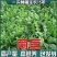 菊苣牧草种籽多年生蒋军大叶四季牧草高产种子牛羊兔鸡鸭鹅草