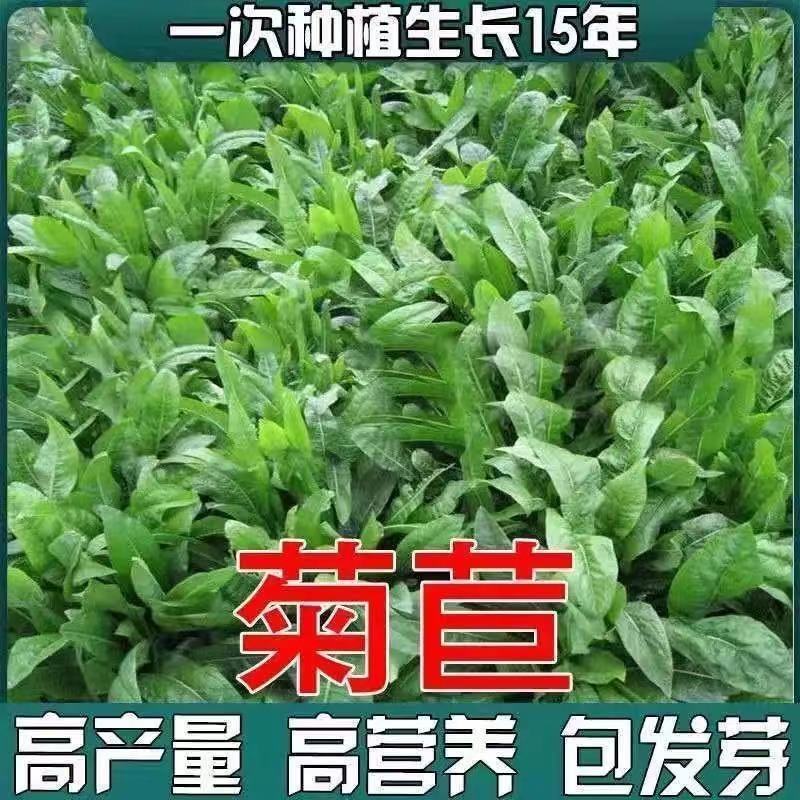 菊苣牧草种籽多年生蒋军大叶四季牧草高产种子牛羊兔鸡鸭鹅草