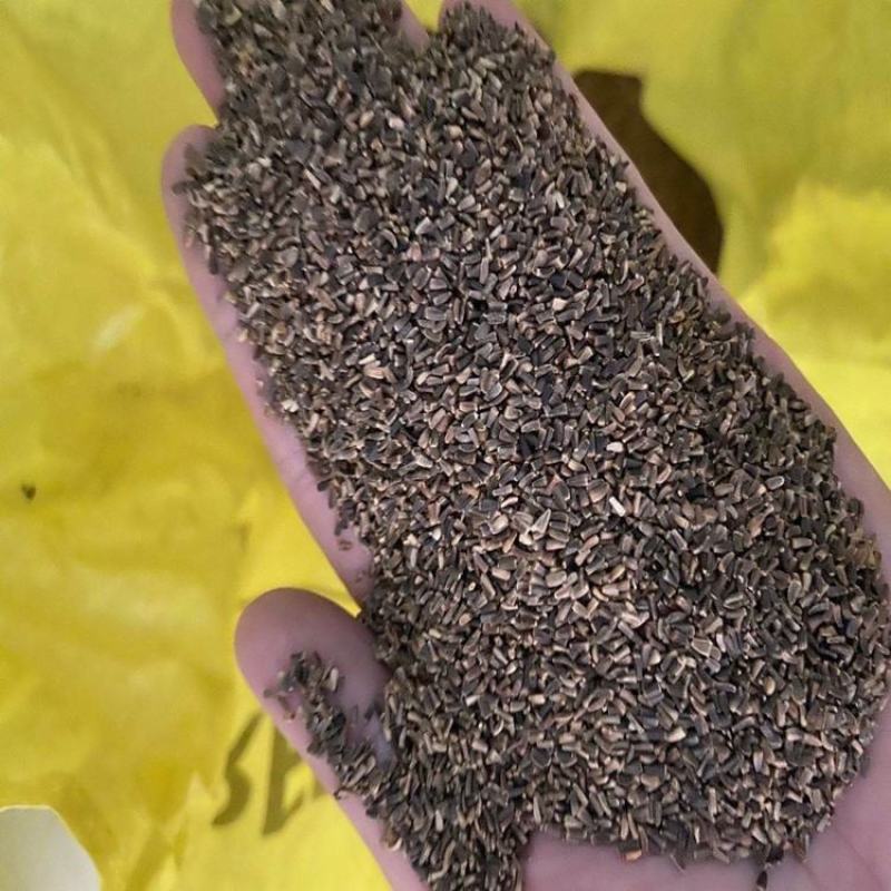 菊苣牧草种籽多年生蒋军大叶四季牧草高产种子牛羊兔鸡鸭鹅草