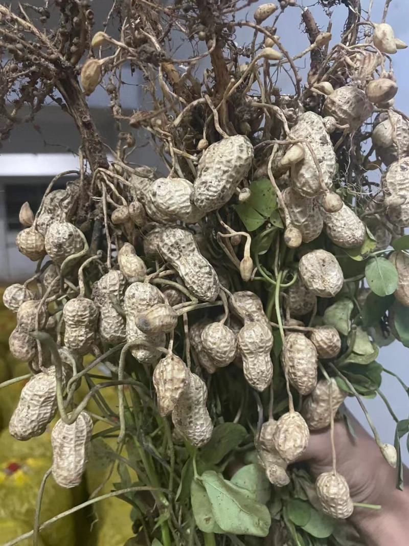 大白鲨果花市场直供。电商直发代发，鲜货精品大量现货直供