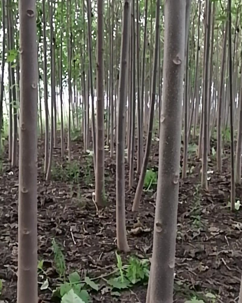 泡桐