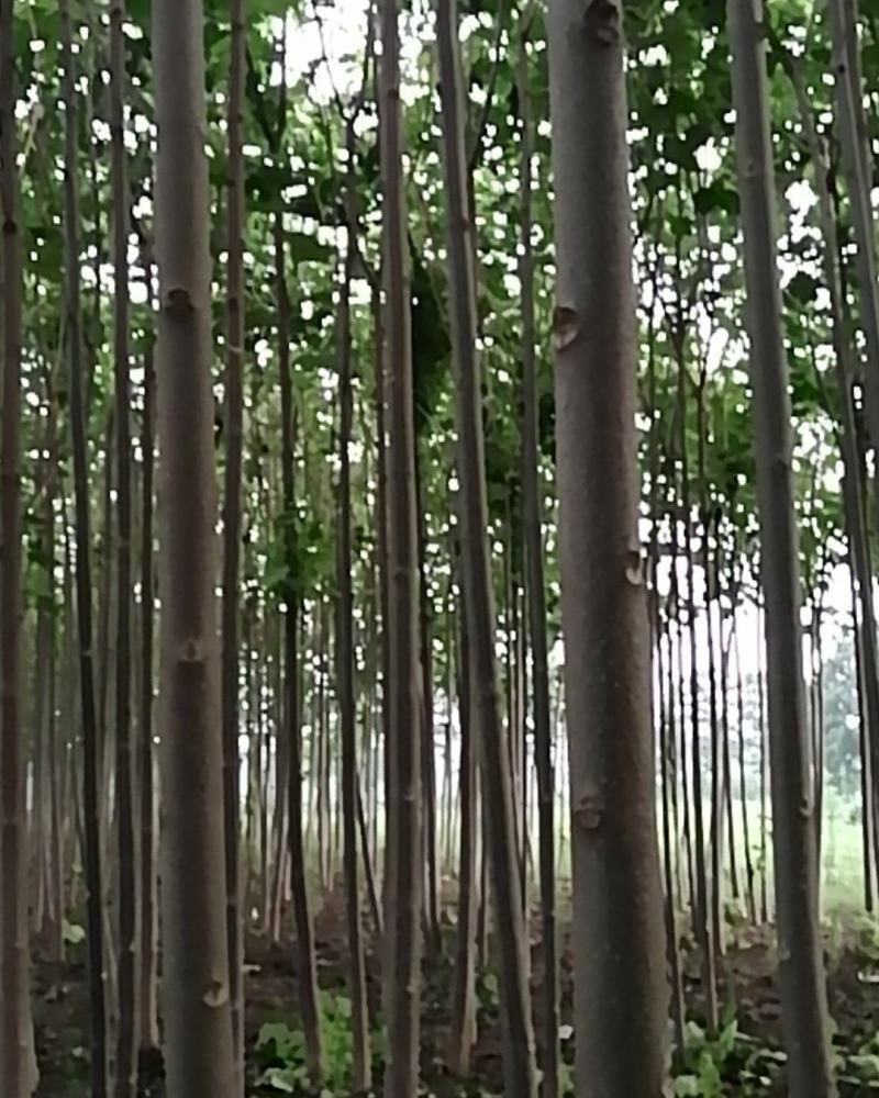 泡桐